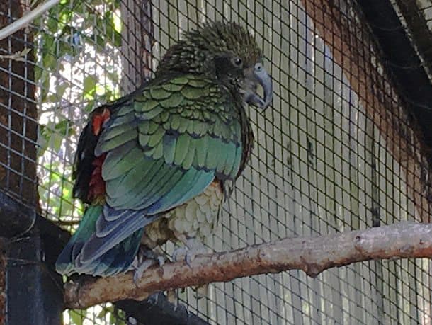 Kiwi birdlife park