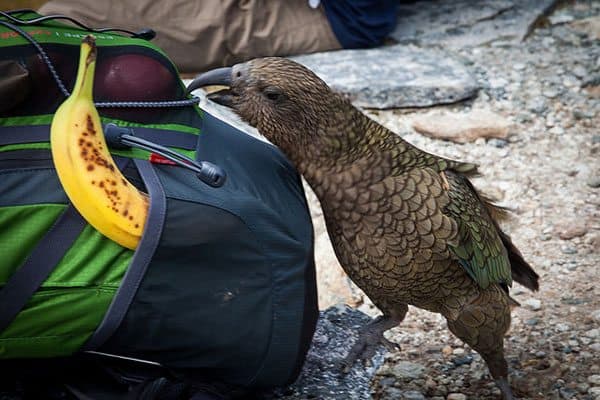 Milford Track kea