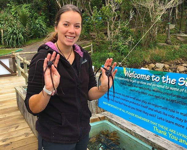 Lochmara Lodge touch tank