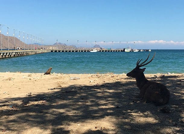 Deer on beach at Komodo island