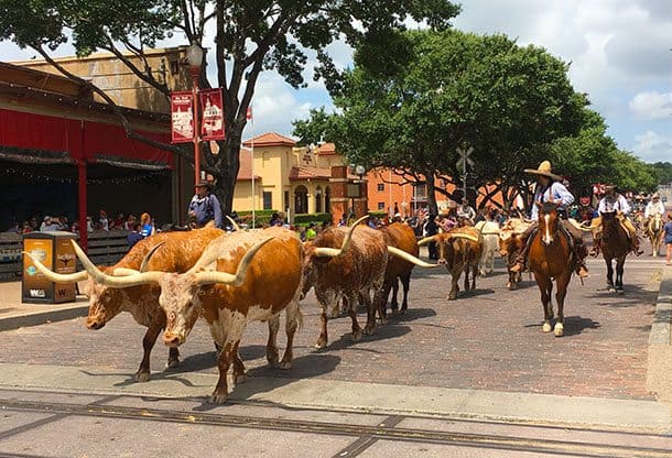 Long horns at Stockyards