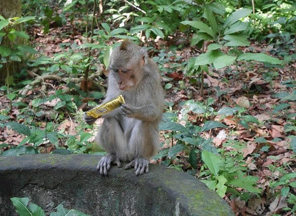 monkey forest bali