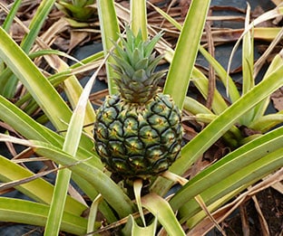 Pineapple growing