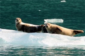 Sea lions Alaska