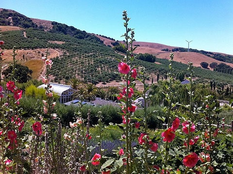 Sonoma Valley