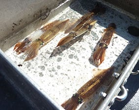live squid bait 