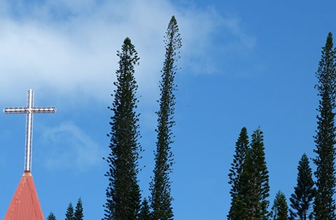 araucaria trees, Isle of Pines