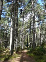 Kids coursing on the trees in Treetops Adventures Woodhill Forest.