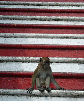 A monkey sitting on the roof waiting for a snack.