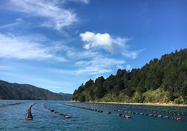 Marlborough sounds mussel farm