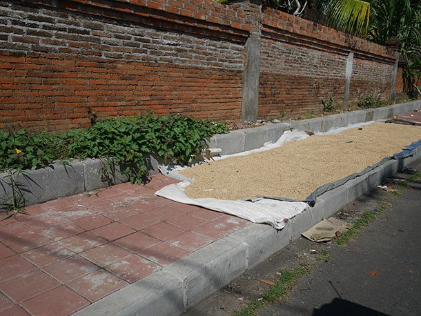 rice drying on road