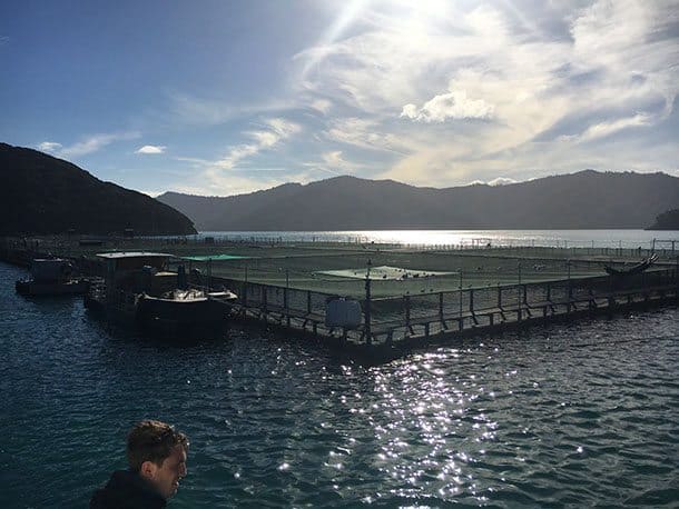 Salmon farm NZ