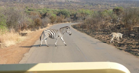 Zebra, Pilanesberg